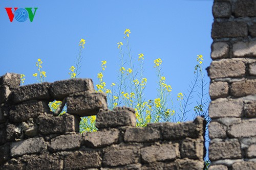 Spring has sprung on Moc Chau Plateau  - ảnh 3